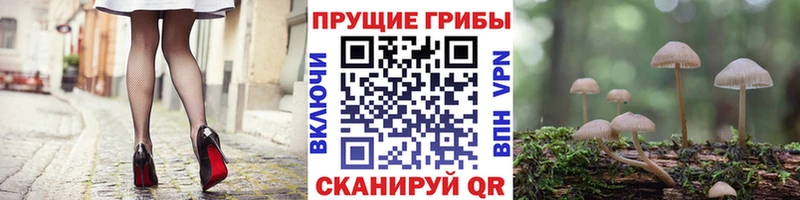 как найти закладки  Пудож  Псилоцибиновые грибы Psilocybine cubensis 
